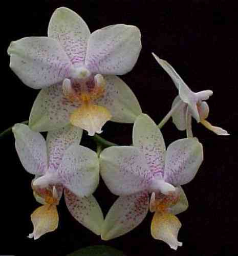 Phalaenopsis Valle Crucis